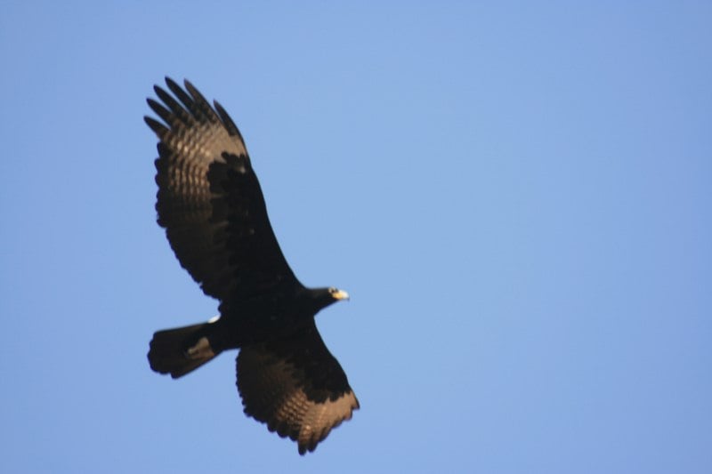 South African Black Eagle